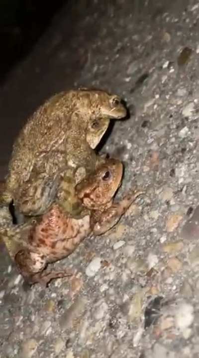 Kinky frogs