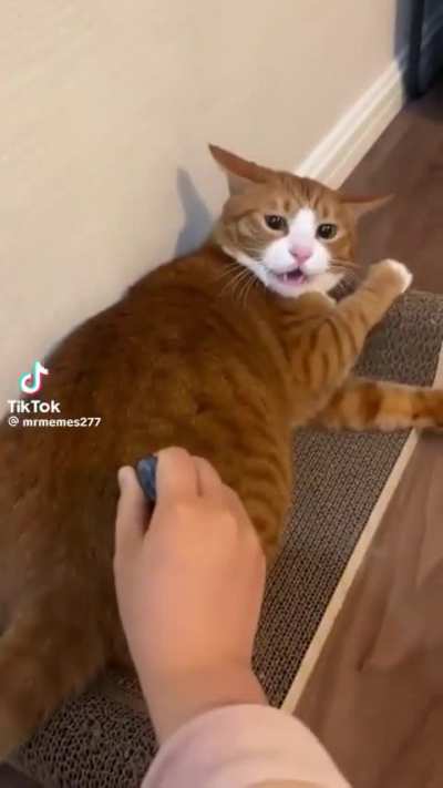 How could you >:(
