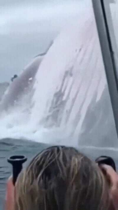 The mighty Humpback