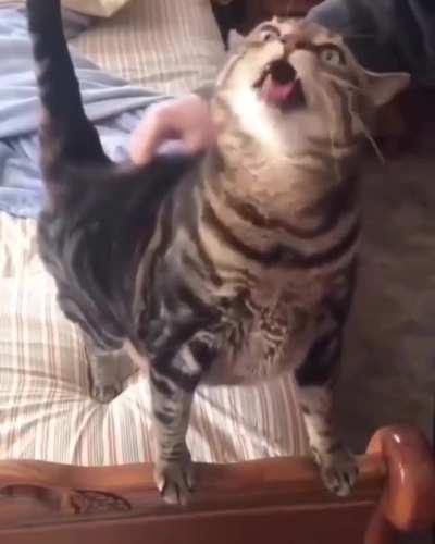 Strange Cat