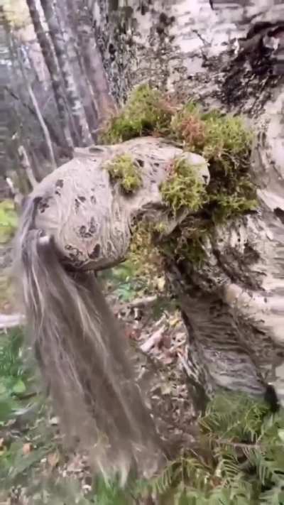 The tree people are real