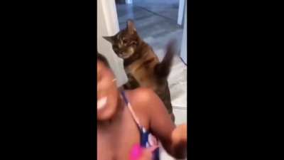 Hilarious Cat Attack!