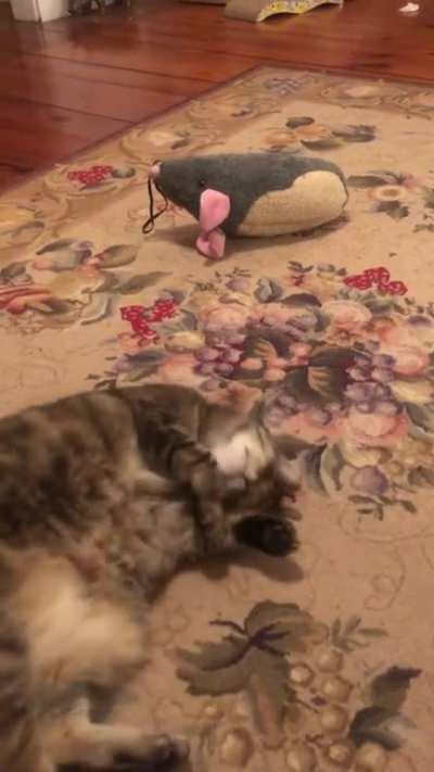 A nice rug plop
