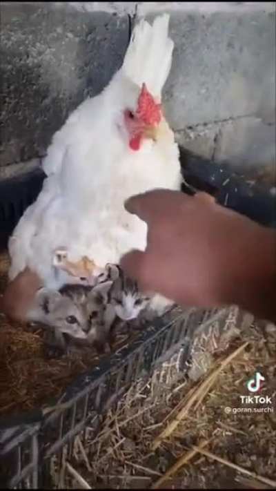 They found a new caretaker..