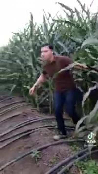 Cuando a los mods les da por robar elotes