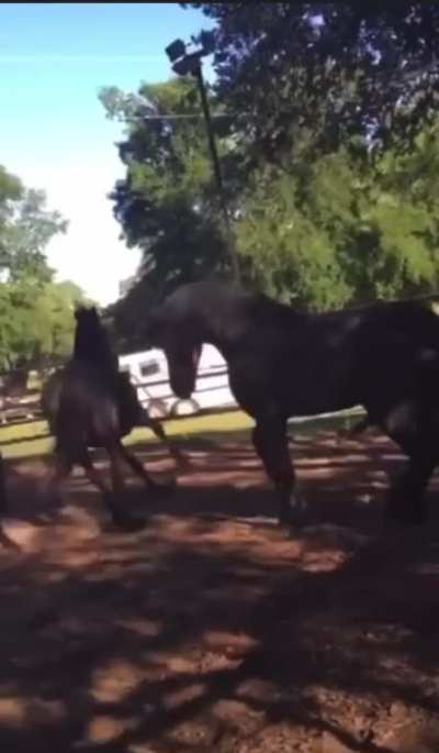 Horse gives another horse a headshot
