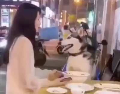 Doggo don’t like