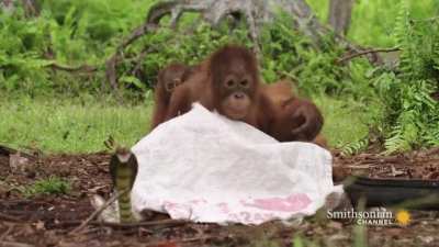 ape together safe