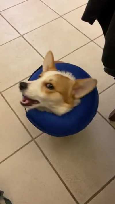 hear me out hooman