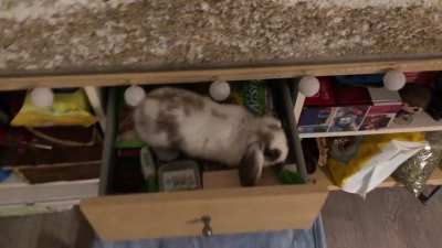 I’m not kidding when I say she climbs in the cabinet and finds her way into the drawer where I store the pet supplies