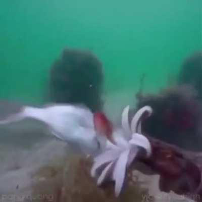 The way its mouth opens