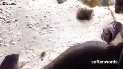unbelievable fish fighting