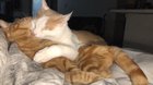 My girlfriend and I introduced our cats recently ♥️♥️♥️