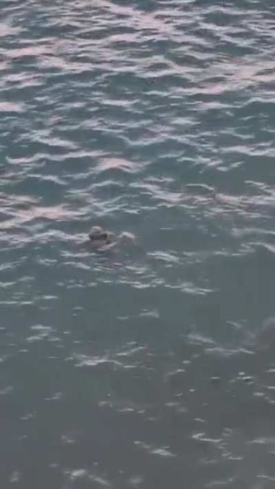Beautiful seal population in Wicklow at the moment.