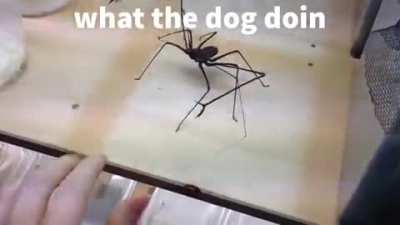 Rule