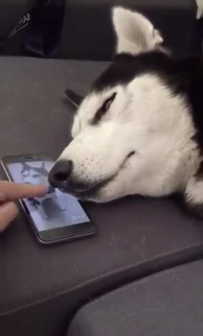 Спящий Хаски