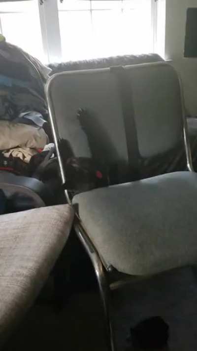 My dad just sent me this video of my silly kitty