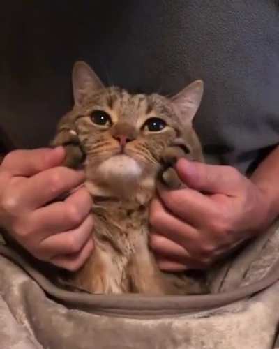 Hooman, why?