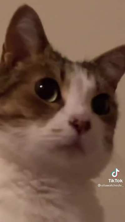 Cats are Egyptian gods