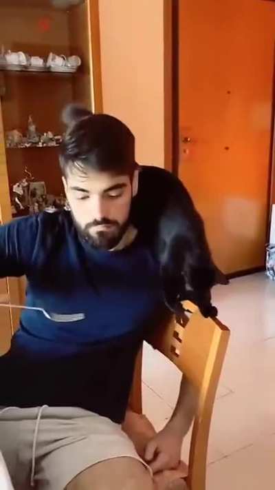 Attempt to tease the cat