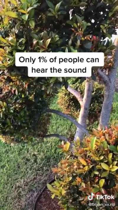Pretty weird sound