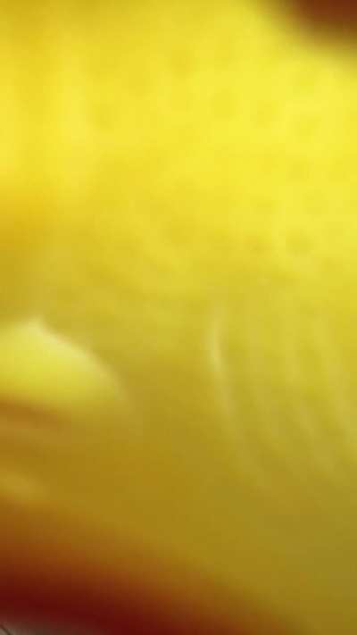 Chicken Scream