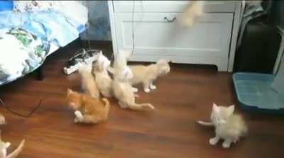 Meow_irl