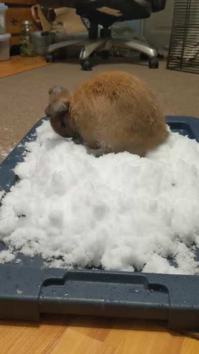 Shhh don't disturb Nougat, he's making a Snowbun❄️