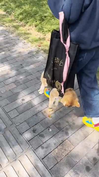 Portable Cat