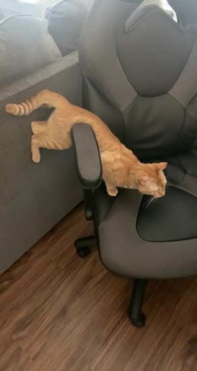 Step cat….I’m stuck