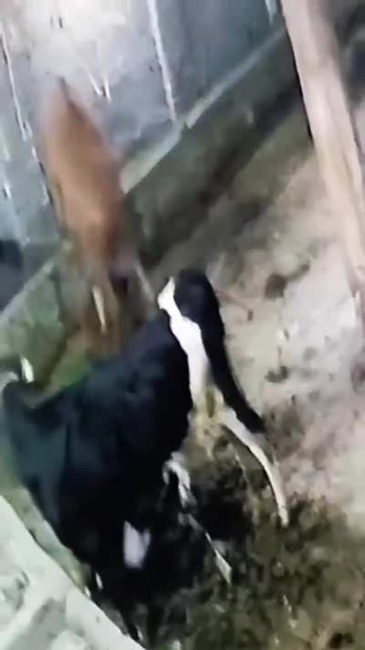 Stealing a bull.