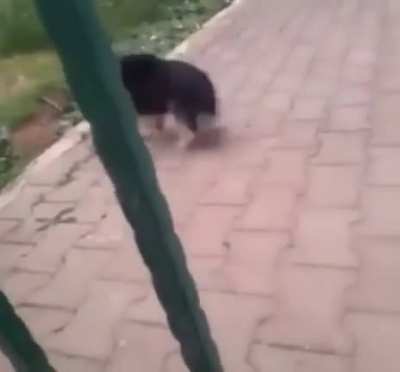 AaAA