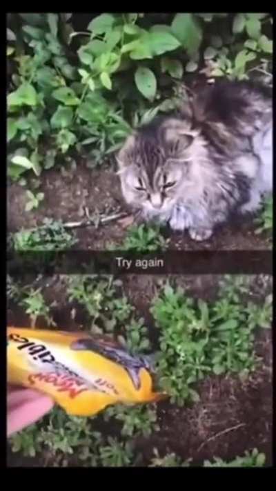 Unhappy cat
