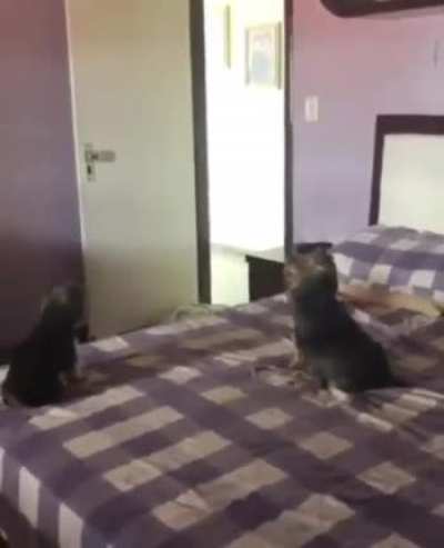 to see if the dogs cared
