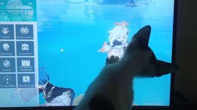 Vicious feline attempts to eat emergency food.