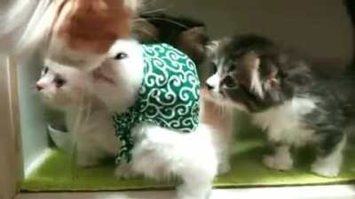 Everybody loves Babushkat!