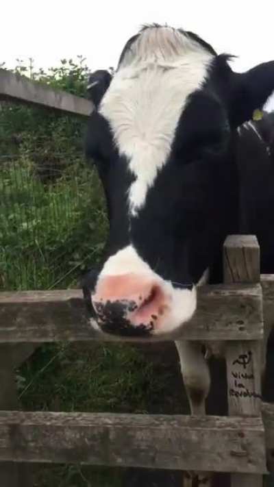 This was the day I found out how long cows tongues are