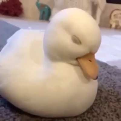 Pato