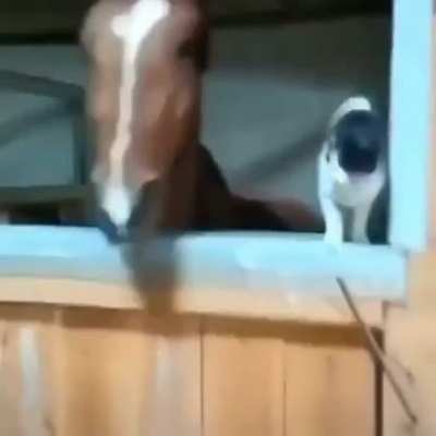 Hecarim-(horse) vs Yuumi -(Pork enjoyer)