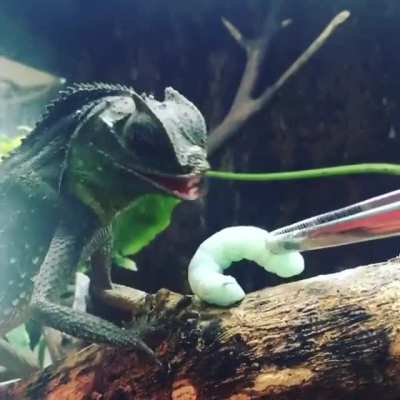 🔥 Hump-nosed Lizard (Lyriocephalus) have movable lips. Unlike basically every other reptile.