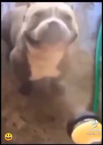 Doguinho fofo