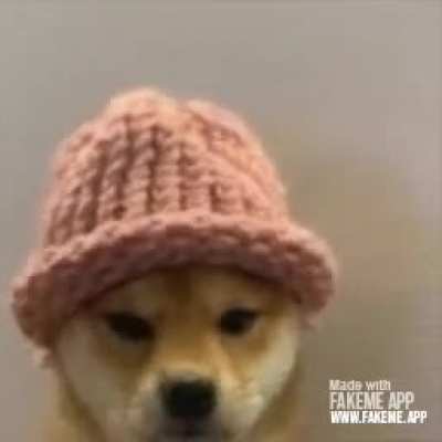 Perro enojado