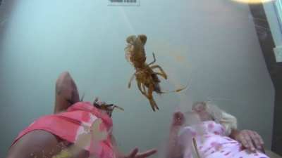 Squeamish Squish