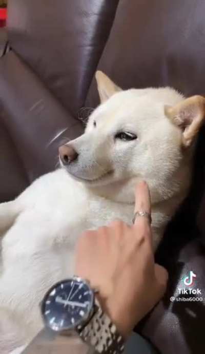 Lazy doggo