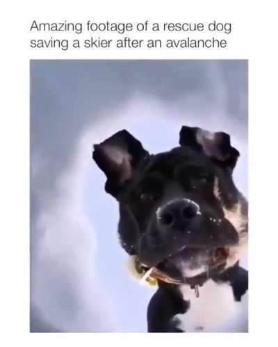 Good dog
