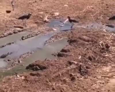 quero-quero
