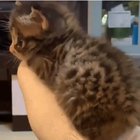 Fine. Im comfortable