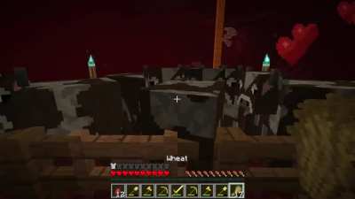just feeding my cows...