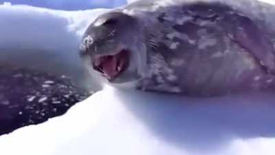 Seal - Kiss From A Rose