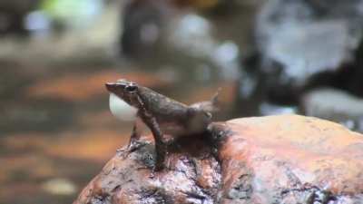 Frogs of Micrixalus genus live in noisy environment, their calling is difficult to be heard. So they use visual cues to communicate - stretching their long hindlegs.